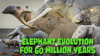 Evolution of Elephants in 3D  The fascinating from 60 million years ago [upl. by Satterfield563]