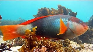 Shelly Beach Manly Snorkelling in the Cabbage Tree Bay Aquatic Reserve [upl. by Fording681]