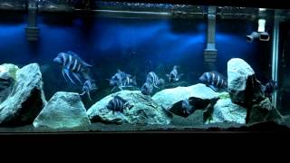 F1 Kapampa Frontosa amp Julidochromis Marlieri Tank 71212 [upl. by Bary808]