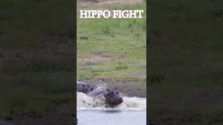 HIPPOS FIGHTING YouTube wildlife africanwildanimals [upl. by Ettenaej]