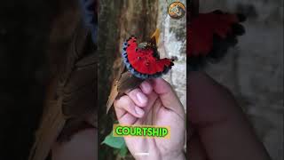 Amazonian royal flycatchers are the most beautiful bird in the world [upl. by Ynoyrb]