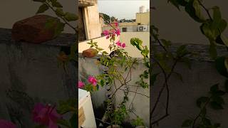 Beautiful flowerstodays garden update garden flowers nature [upl. by Nawak]