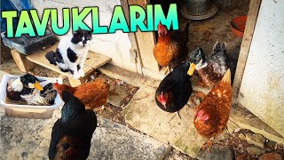 DOĞAL HAYAT  TAVUKLAR  ÖRDEKLER  KEDİLER  ORGANİK YUMURTA  İLK VİDEO [upl. by Madigan]