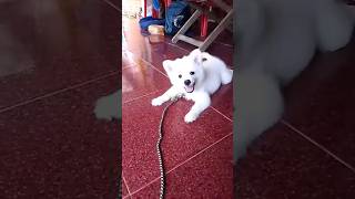 cute dog sound shotrs  dog [upl. by Joshuah]