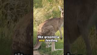 Kangaroo Chronicles Unusual Facts kangaroo animals funfacts [upl. by Leahicm950]