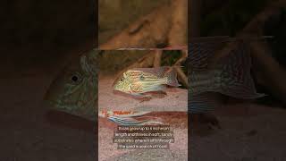 The Pindare Eartheater Geophagus sp Pindare [upl. by Gilford]