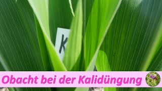 Vorsicht bei der Kalidüngung [upl. by Reilamag841]