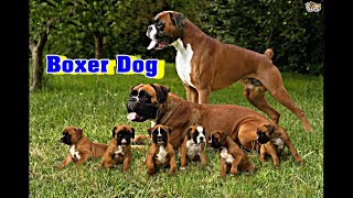 Boxer dog breed information [upl. by Seaton]