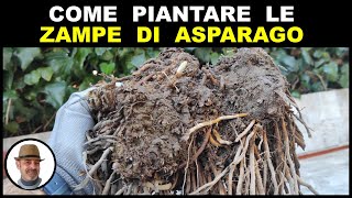 COME PIANTARE LE ZAMPE DI ASPARAGO plant asparagus legs planta piernas de espárragos [upl. by Yeclek]