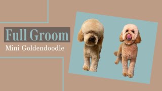 Mini Goldendoodle Full Groom At Home [upl. by Shoshanna]