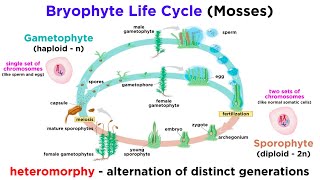 Bryophytes and the Life Cycle of Plants [upl. by Noirrad81]