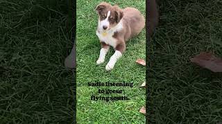 Puppy Dog Hears Geese Flying South dogs australianshepherdworld puppy pets [upl. by Notgnirrab]