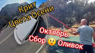 Крит Цвета Осени  Октябрь Cбор Оливок [upl. by Edlihtam]