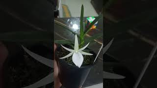 Angraecum didieri youtubeshorts orquidias flores orchid plantas shorts [upl. by Amsed661]