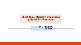 Organization of Shoot Apical Meristem [upl. by Acinahs]