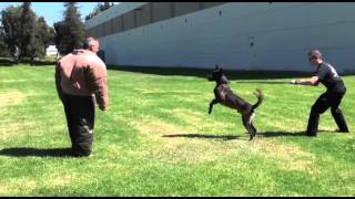 Police K9 Muzzle and Bite Suit Training  Falco K9 Academy [upl. by Naxela]