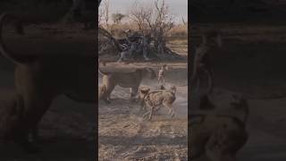 Lioness Defends Her Cub Against a Pack of Wild Dogs [upl. by Adnawed]