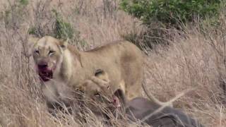 Lions at Kruger wildebeest kill [upl. by Nerrak]