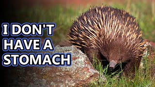 Echidna facts sort of like hedgehogs but not really  Animal Fact Files [upl. by Yelyak]