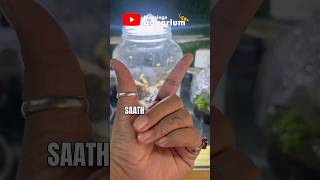 day42 Aquascaping Experiment  Seed Growth Experiment Gone Wrong  Aquatic Seed Germination Update [upl. by Jarret]