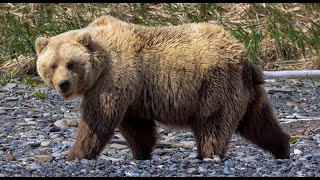 Bear Photography Around the World in Eight Bears • Daily Dose of Nature [upl. by Pallas]