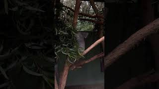 Featherdale Wildlife Park 페더데일동물원 australia 호주 Koala 코알라 [upl. by Biddle]