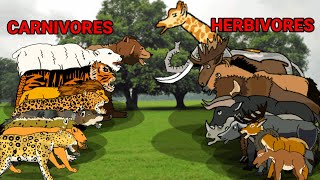 Carnivores Herbivores animation—all animation [upl. by Eiloj]