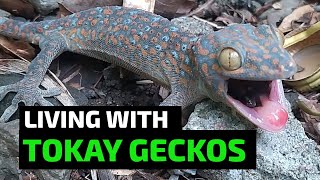 Living with tokay gecko baby geckos gecko bark amp gecko bite Tokay Gekko Tuko sounds [upl. by Eicyal]