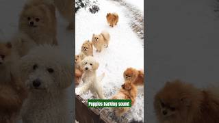 Puppies barking sound shorts dog barking barkingsounds [upl. by Binnings]