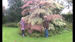 Cornus controversa Variegata Wedding Cake Tree introduction [upl. by Gillett]