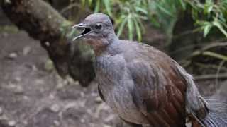 Lyrebird says quotNo sunblockquot [upl. by Fregger374]