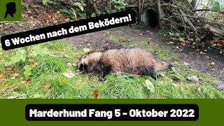 Marderhund Fang bei Tagesanbruch in WipprohrfalleJagd 2022TrapperInfo [upl. by Truscott69]