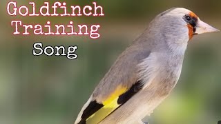 Goldfinch Bird Singing Song Video To Training Goldfinch bird [upl. by Ingelbert]