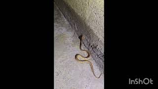 ANDAMAN PITU VIPER VENOM HEMOTOXIC ENDEMIC TO ANDAMAN RESCUED FROM THE HOUSE OF SHRI SUBRATA BASU [upl. by Nettle]