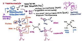 Desaminación Oxidativa Transaminación Transdesaminación y otras fuentes de amoniaco [upl. by Nele]