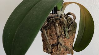 My Orchid Is Dying Phalaenopsis Orchid Rescue Repotting [upl. by Onafets]