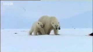 Polar bears search for food  David Attenborough  BBC wildlife [upl. by Ingeberg]