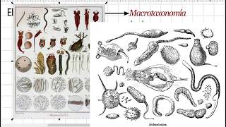 Historia de la taxonomía desde Aristóteles hasta Woese [upl. by Enelrahs]