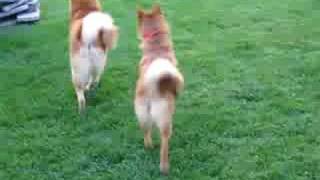 Finnish Spitz playing Catch III Sept 08 [upl. by Animlehliw800]