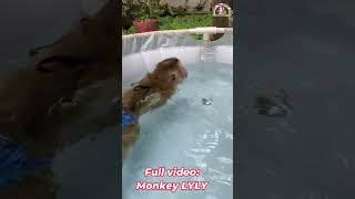 Monkey Lyly swims freely shorts youtubeshorts viralshort cutefunny viralreels [upl. by Ladnor]