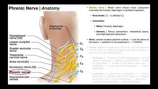 Phrenic Nerve  Functions Course amp Impact of C3C5 SCIs [upl. by Mosier]