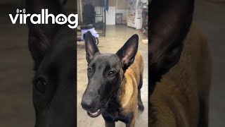 Belgian Malinois Fetches Beer And Closes Fridge  ViralHog [upl. by Ateuqahs122]