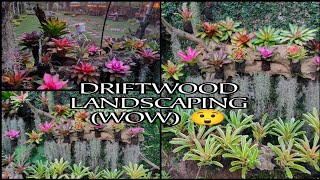 BEAUTIFUL AND UNIQUE DRIFTWOOD LANDSCAPING 😍 [upl. by Aleda211]