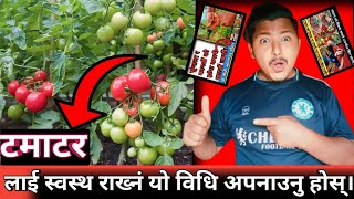 Tomato Farming in NepalTomato kheti in nepalGolveda Kheti Garne Tarikaटमाटर खेतीtamatar kheti [upl. by Nessy]