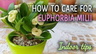 How To Care For Euphorbia Milii Crown of Thorns Indoors [upl. by Enayd]