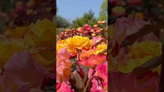 Wonderful mixed colours roses  rose lovers relaxingmusic nature  rose garden [upl. by Jeffie]