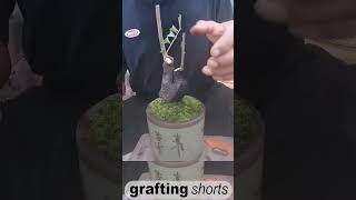 Bonsai tree grafting method unique l grafting shorts [upl. by Alicirp951]