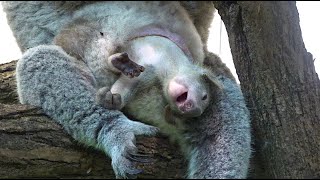 💖 koala Baby 💖 after 6 months out of the pouch [upl. by Keeler339]