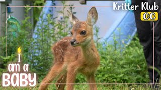 👼Meet A 30 Day Old Roe Deer 👼 l Im A Baby Ep 15 [upl. by Latoya895]