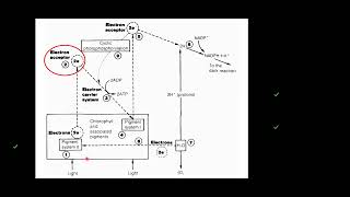 S6 BIOLOGY LESSON  PROCESS OF PHOTOLYSIS [upl. by Mahmud465]